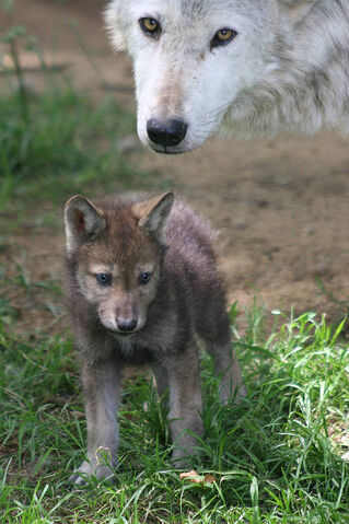 File:WolfCub1.jpg