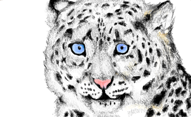 Image - Snow Leopard AJ Art.png | Animal Jam Wiki | FANDOM powered by Wikia