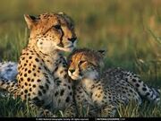 Cheetah 2