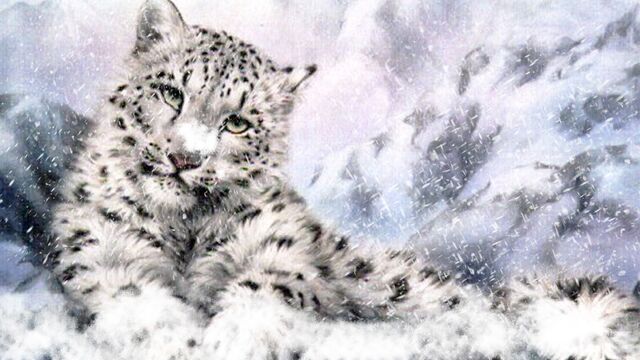 File:Snow-leopard-light-96557.jpg