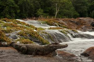 Smooth-Fronted Caiman
