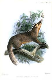 Chinese Ferret-Badger