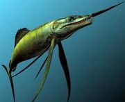 Protosphyraena