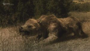 Giant Bear-dog