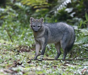 Crab-Eating Fox