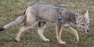 Pampas Fox