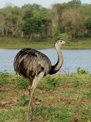 Greater Rhea