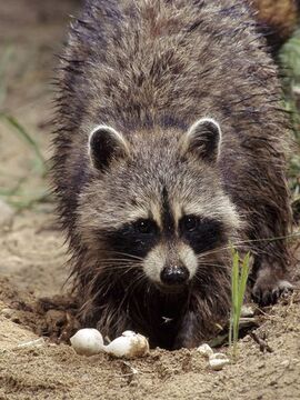Raccoon