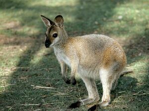 Wallaby