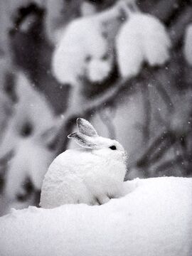Snowshoe Hare