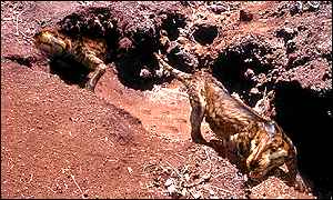 Cynodont