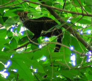 Servaline Genet