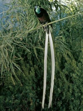 Bird of Paradise