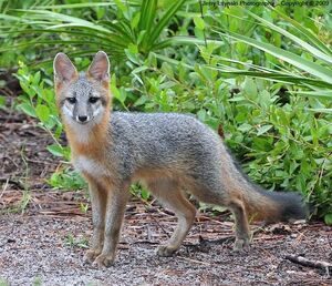 Grey Fox