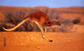 Red Kangaroo