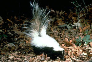 Hooded Skunk