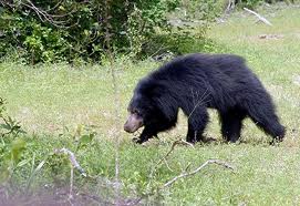 Sloth Bear