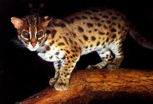 Leopard Cat