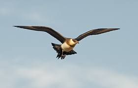 Arctic Skua