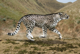 Giant cheetah