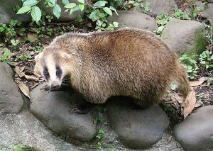 Asian Badger