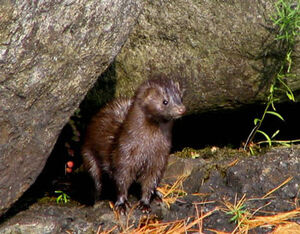 American Mink