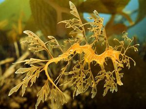 Leafy Sea Dragon