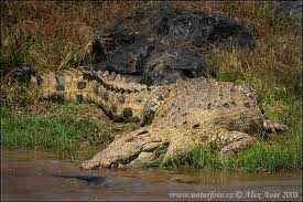 Nile Crocodile