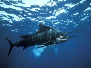 Sailfish