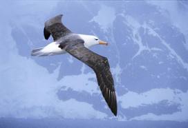 Black Browed Albatross