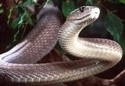 Black Mamba