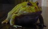 Devil Frog