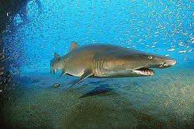 Sand Tiger Shark