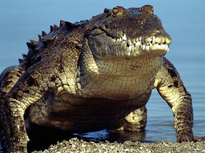 American Crocodile