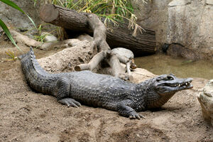 Yacare Caiman