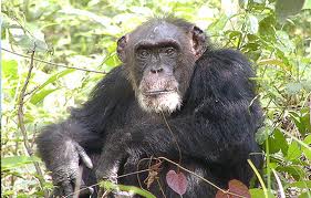 Chimpanzee