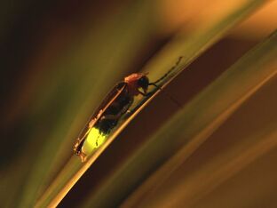 Firefly