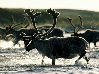 Caribou