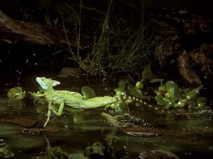 Green Basilisk Lizard