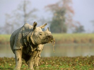 Indian Rhinoceros
