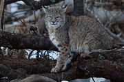 Lynx Rufus bobcat 23 Feb 2011 Yosemite