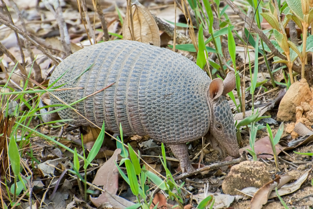 Seven-banded Armadillo | Animal Database | FANDOM powered by Wikia