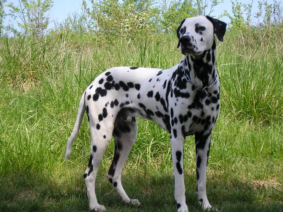 Image - Dalmatian.jpg | Animal Database | FANDOM powered by Wikia