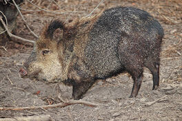 Collared Peccary