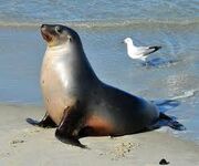 New Zealand Sea Lion