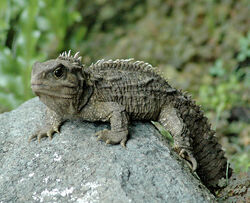 Tuatara (Sphenodon punctatus)
