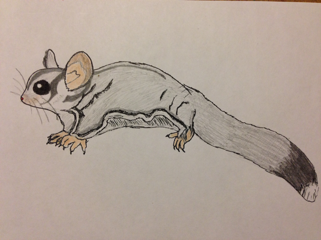 File:Sugar Glider.png