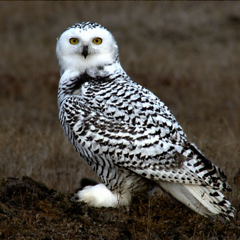 File:Snowy Owl.png