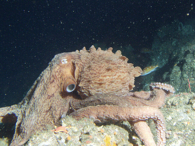 File:Enteroctopus dolfeini.jpg