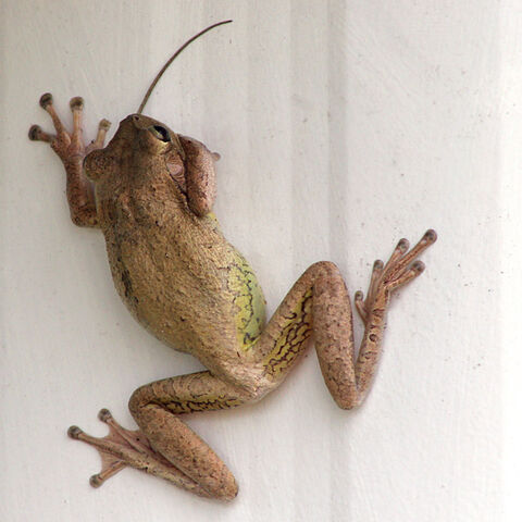 File:Frog With Lizard.jpg